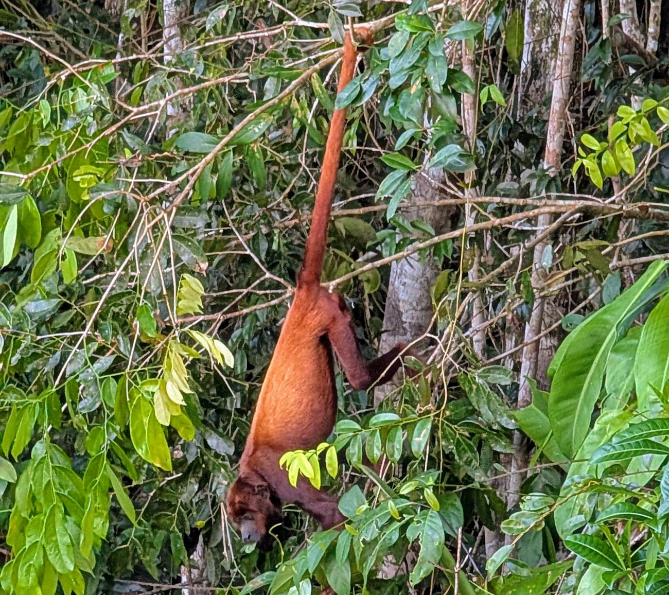 Howler Monkey